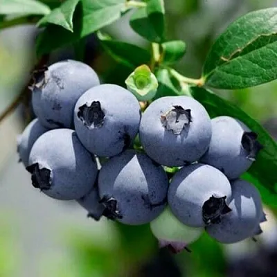 Голубика СИЕРРА  Голубика СИЕРРА в Чите