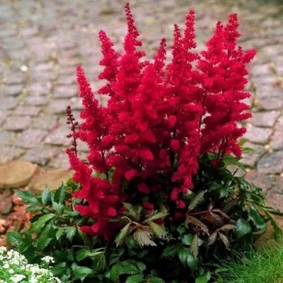 Астильба ГЛАТ Арендса — описание сорта Астильба ГЛАТ Арендса в Чите