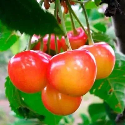 Черешня ДОНЧАНКА  Черешня ДОНЧАНКА в Чите