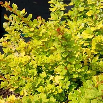 Барбарис СЕНСЕЙШЕН тунберга  Барбарис СЕНСЕЙШЕН тунберга в Чите