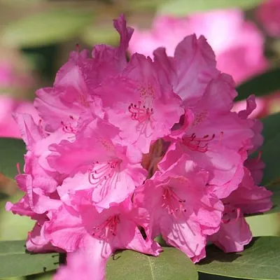 Рододендрон ЛУМИНА  Рододендрон ЛУМИНА в Чите