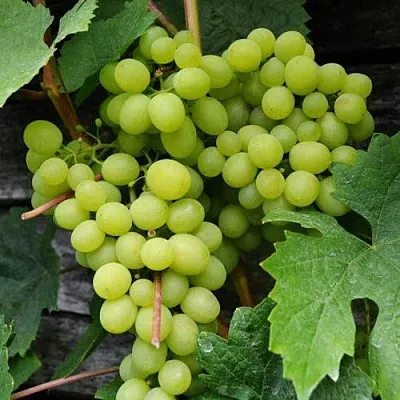Виноград АЛЕШЕНЬКИН в Чите