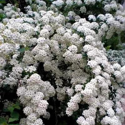 Спирея ВАНГУТТА в Чите