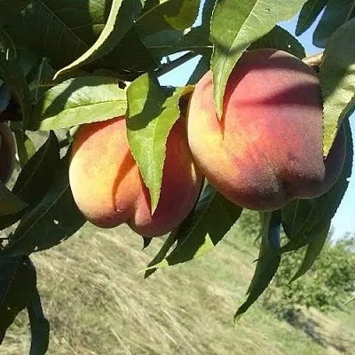 Персик СОФГАФЕН  Персик СОФГАФЕН в Чите