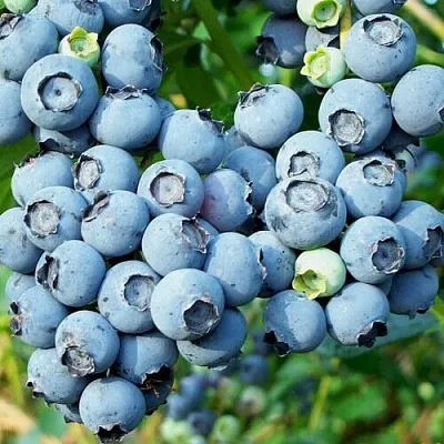 Голубика ПУРУ  Голубика ПУРУ в Чите