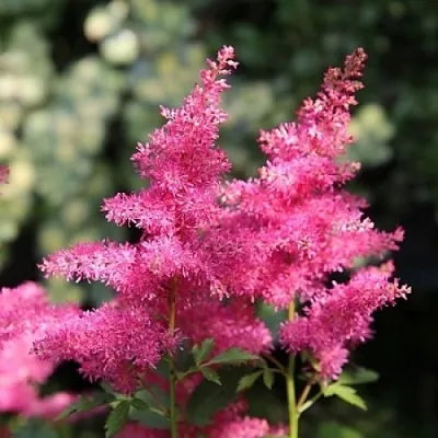 Астильба САННИ ДЕЙ гибридная  Астильба САННИ ДЕЙ гибридная в Чите