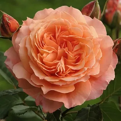 Саженцы роз БЕЛЬВЕДЕР шраб  Саженцы роз БЕЛЬВЕДЕР шраб в Чите