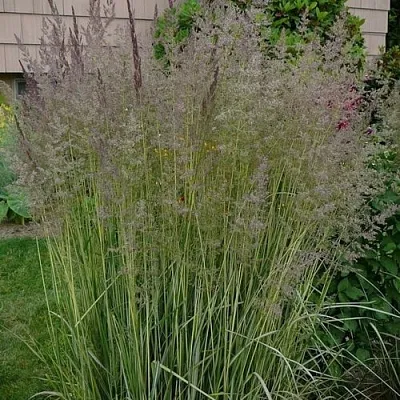 Вейник АВАЛАНШ остроцветковый  Вейник АВАЛАНШ остроцветковый в Чите