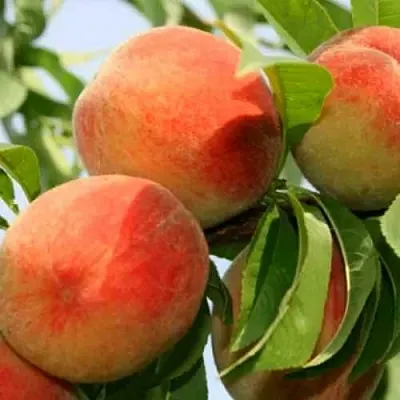 Персик ВАРДЕНИ  Персик ВАРДЕНИ в Чите