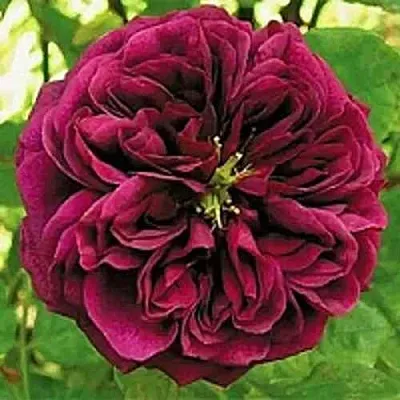 Саженцы роз ЗЕ ПРИНЦ английская  Саженцы роз ЗЕ ПРИНЦ английская в Чите