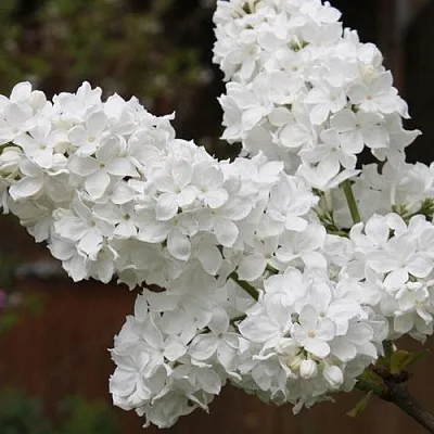 Сирень ФЛОРА  Сирень ФЛОРА в Чите