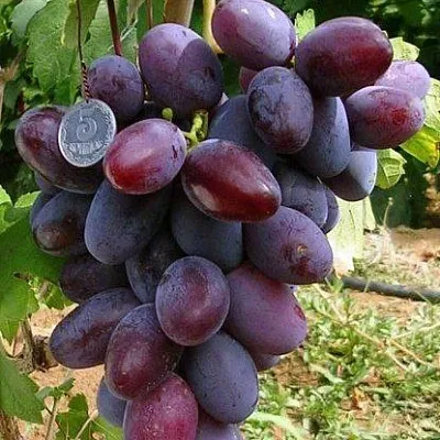 Средние сорта в Чите