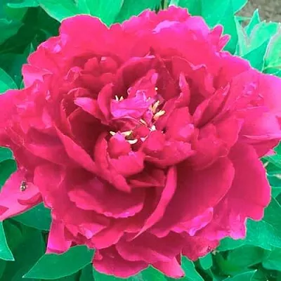 Пион ОСТРОВНОЙ МИНИСТР древовидный  Пион ОСТРОВНОЙ МИНИСТР древовидный в Чите