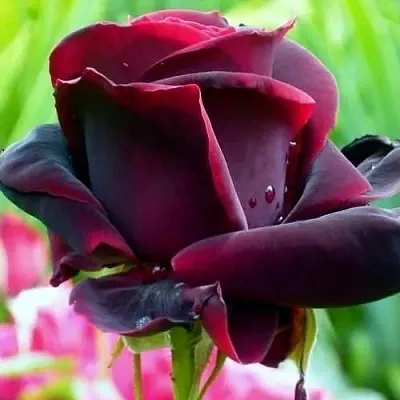 Саженцы роз ЧЕРНЫЙ ПРИНЦ чайно-гибридная в Чите