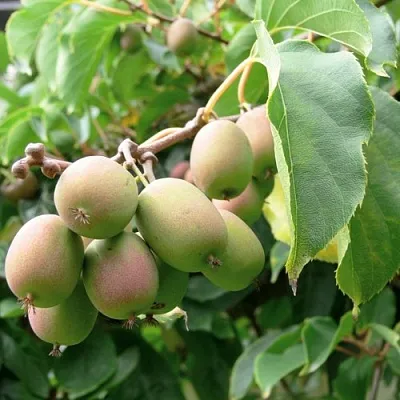 Актинидия ЛЮСИ аргута   Актинидия ЛЮСИ аргута  в Чите