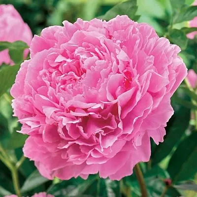 Пион МИСС ЭКХАРТ травянистый  Пион МИСС ЭКХАРТ травянистый в Чите