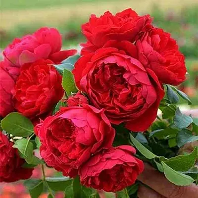 Саженцы роз ФЛОРЕНТИНА плетистая  Саженцы роз ФЛОРЕНТИНА плетистая в Чите