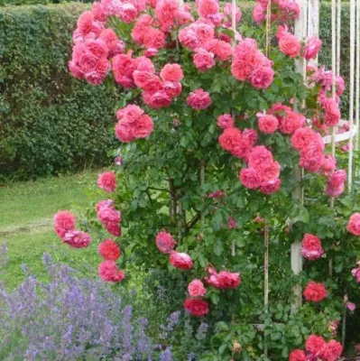 Саженцы роз РОЗЕУМ ЮТЕРСОН плетистая — описание сорта Саженцы роз РОЗЕУМ ЮТЕРСОН плетистая в Чите