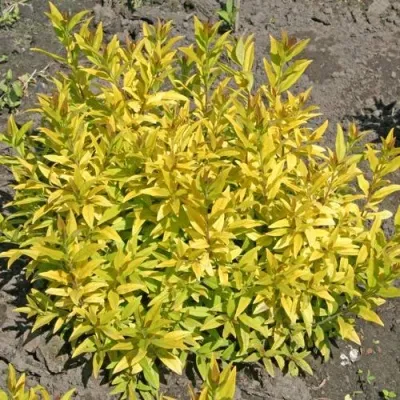 Бирючина АУРЕА обыкновенная — описание сорта Бирючина АУРЕА обыкновенная в Чите