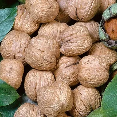 грецкий орех ГИГАНТ