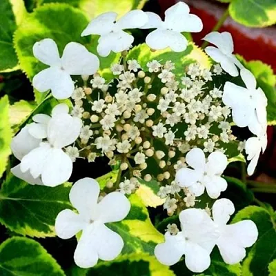 Гортензия МИРАНДА черешковая в Чите