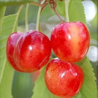 Черешня МЕДУНИЦА  Черешня МЕДУНИЦА в Чите