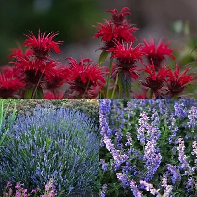 Комплект АРОМАТНЫЙ ЧАЙ в Чите