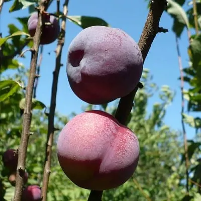 Плумкот ВЕЙ ВОНГ  Плумкот ВЕЙ ВОНГ в Чите