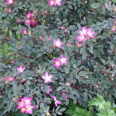 Саженцы роз сизая — описание сорта Саженцы роз сизая в Чите