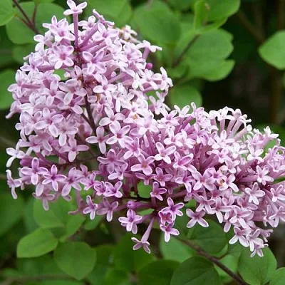 Сирень ПАЛИБИН   Сирень ПАЛИБИН  в Чите