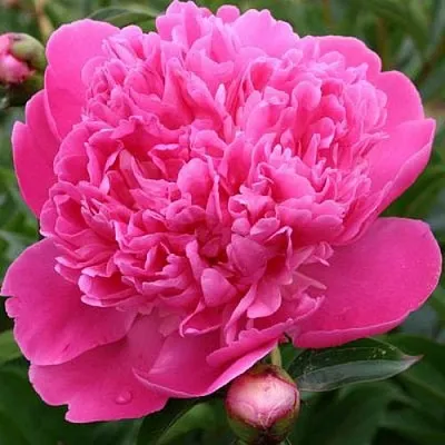 Пион ЭДУЛИС СУПЕРБА травянистый  Пион ЭДУЛИС СУПЕРБА травянистый в Чите