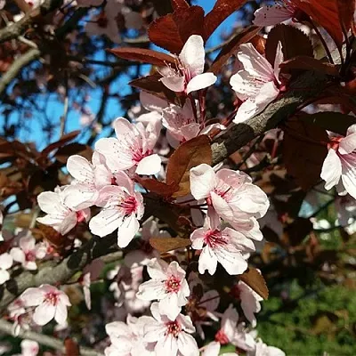 Слива ВУДИ растопыренная  Слива ВУДИ растопыренная в Чите