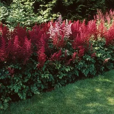 Астильба ГРАНАТ Арендса в Чите