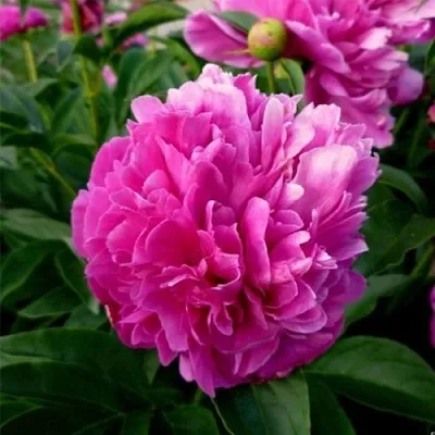 Пион ФЕЛИКС КРАУССЕ травянистый  Пион ФЕЛИКС КРАУССЕ травянистый в Чите