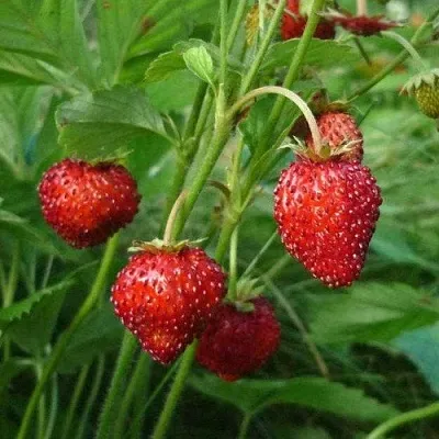 Земляника АЛЬПИЙСКАЯ  Земляника АЛЬПИЙСКАЯ в Чите