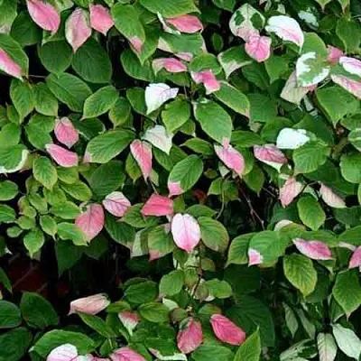 саженцы актинидии саженцы актинидии