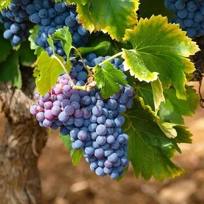 Виноград ЗИЛГА в Чите