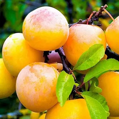 Слива МИНСКАЯ  Слива МИНСКАЯ в Чите