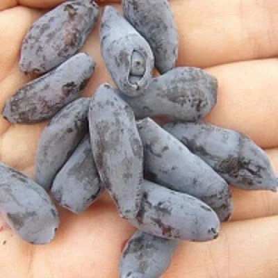 Жимолость съедобная ЧУЛЫМСКАЯ в Чите