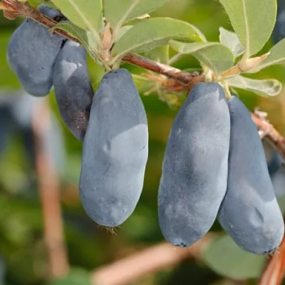 Жимолость съедобная СИНИЙ УТЕС в Чите