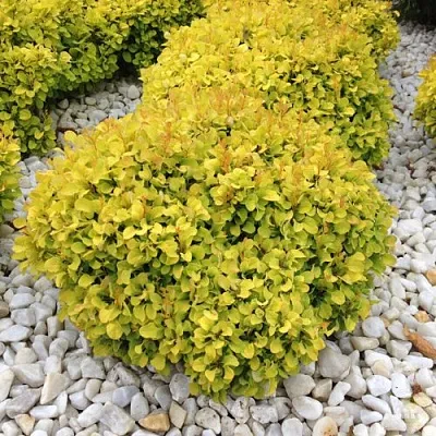 Барбарис БОНАНЗА ГОЛД тунберга  Барбарис БОНАНЗА ГОЛД тунберга в Чите