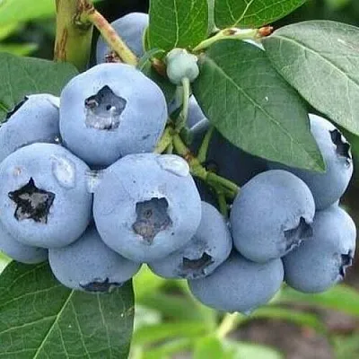 Голубика БЛЮЭТТА  Голубика БЛЮЭТТА в Чите