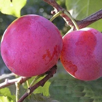 Слива ДЕЛИКАТНАЯ  Слива ДЕЛИКАТНАЯ в Чите