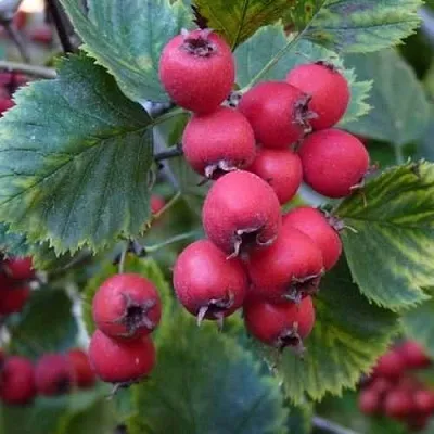 Боярышник АРНОЛЬДА  Боярышник АРНОЛЬДА в Чите