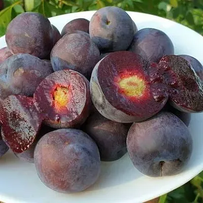 Сливово-вишневый гибрид МЕЙНОР  Сливово-вишневый гибрид МЕЙНОР в Чите