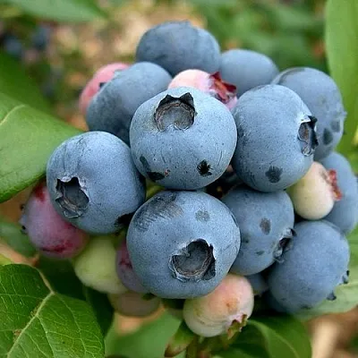 Голубика КОЛЛИНЗ  Голубика КОЛЛИНЗ в Чите