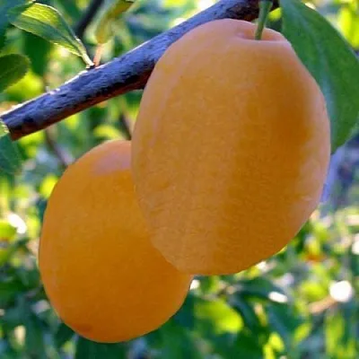 Слива НАТАША  Слива НАТАША в Чите