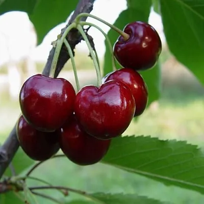 Черешня СТЕЛЛА  Черешня СТЕЛЛА в Чите