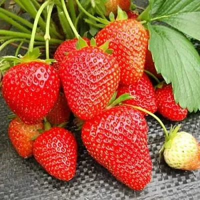 Клубника ВИМА РИНА ремонтантная  Клубника ВИМА РИНА ремонтантная в Чите