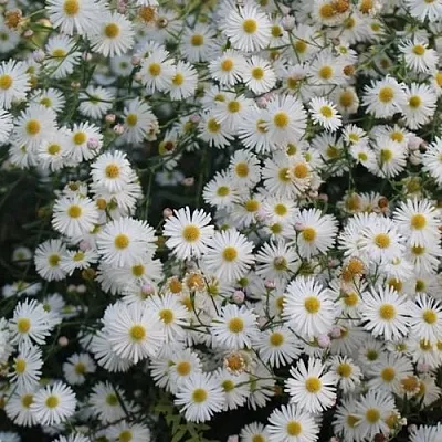 Болтония СНОУБЭНК  Болтония СНОУБЭНК в Чите